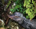 Глава крокодила подстерегают добычу среди растений